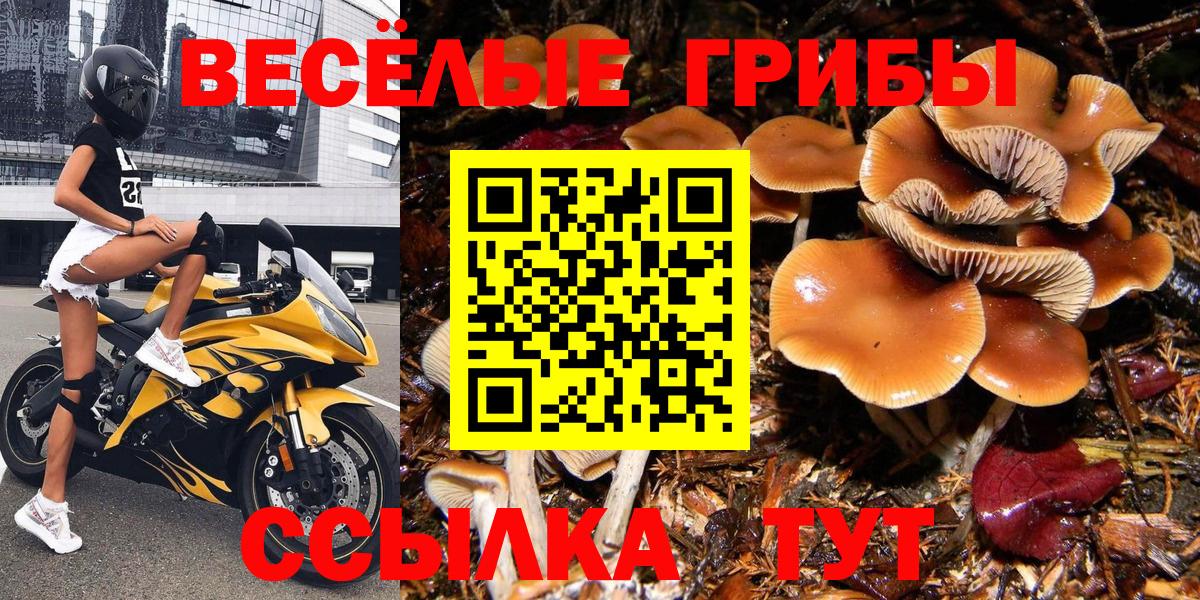Псилоцибиновые грибы Cubensis Тимашёвск